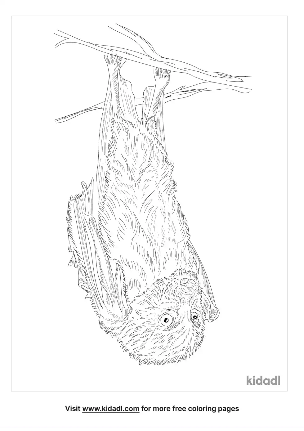 Greater Monkey-Faced Bat Coloring Page