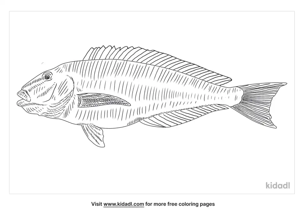 Blueline Tilefish Coloring Page
