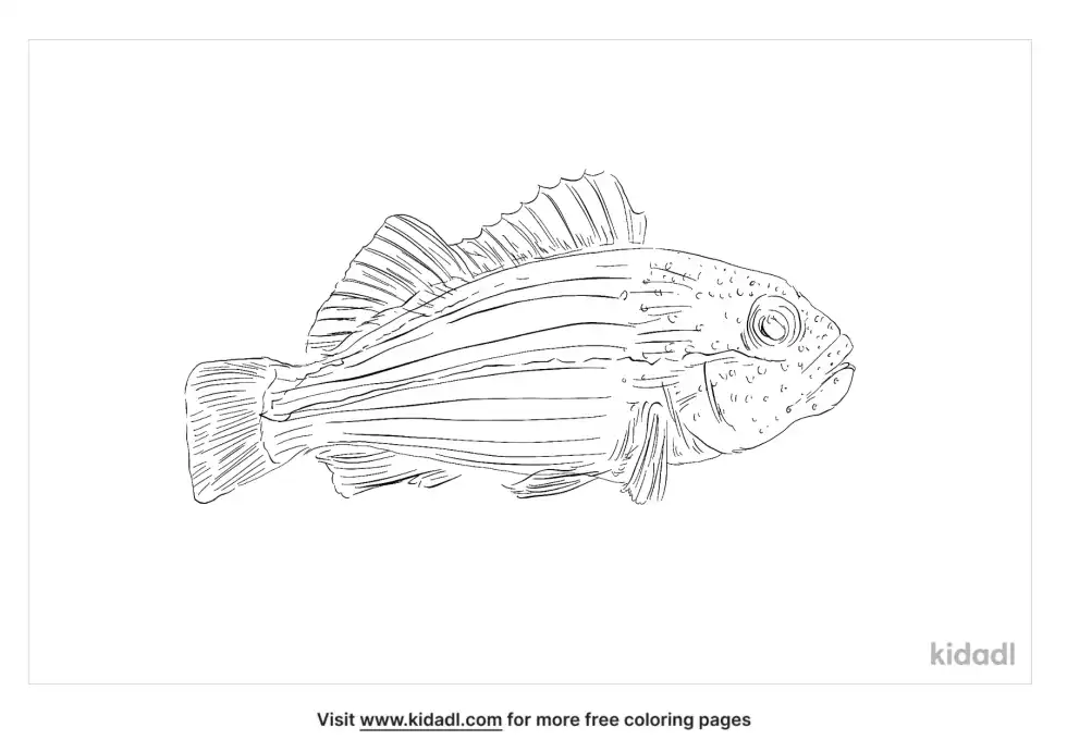 Freckled Hawkfish Coloring Page