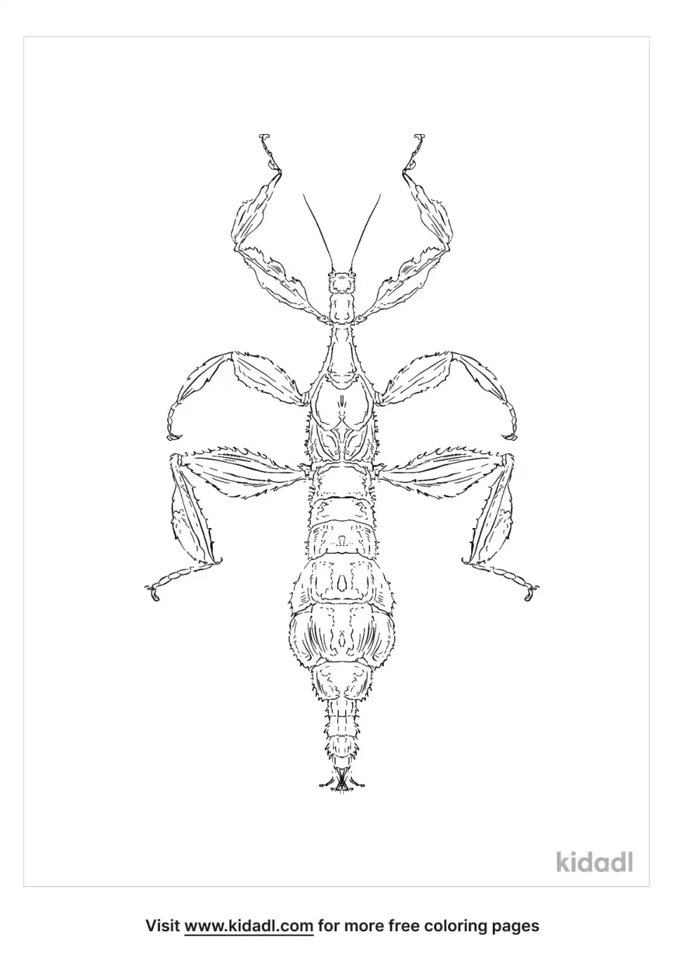 Spiny Leaf Insect Coloring Page