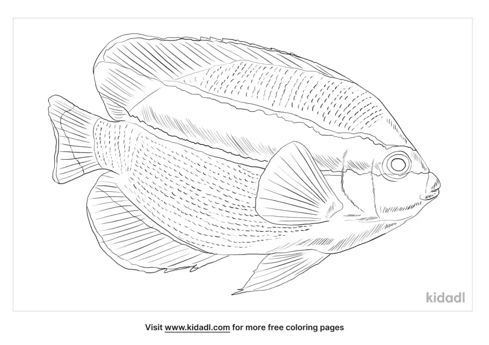Banded Angelfish Coloring Page