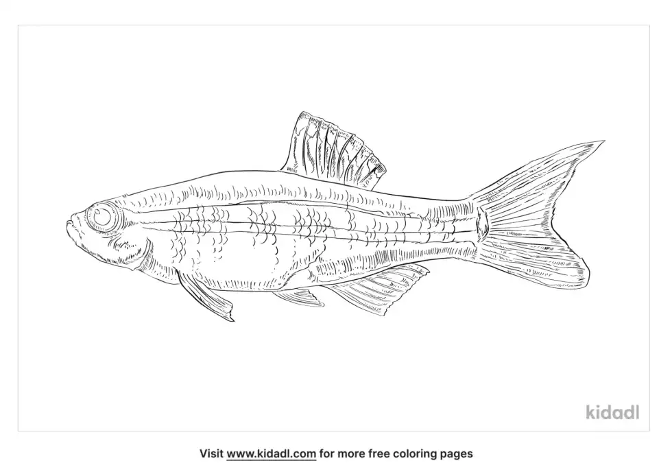 Black Sea Salmon Coloring Page
