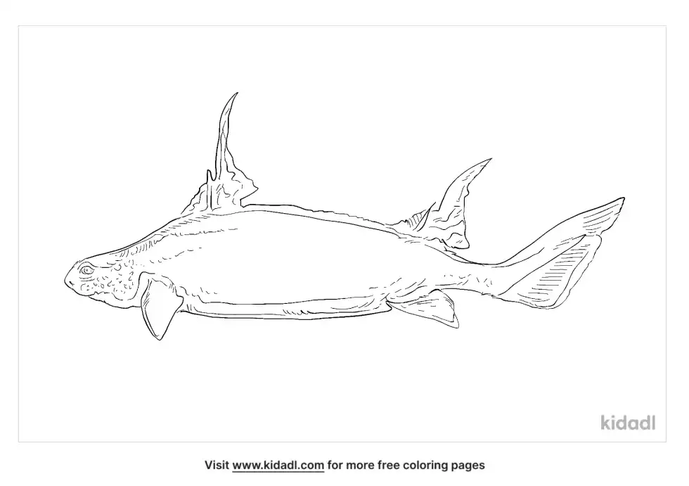 Sailfin Roughshark Coloring Page