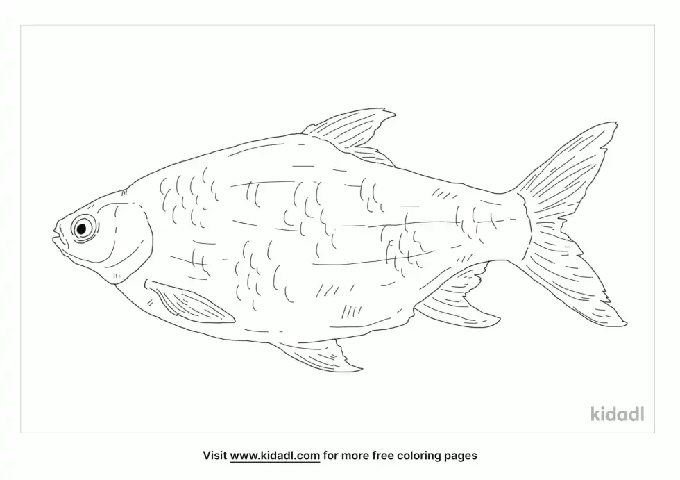 Silver Barb Coloring Page