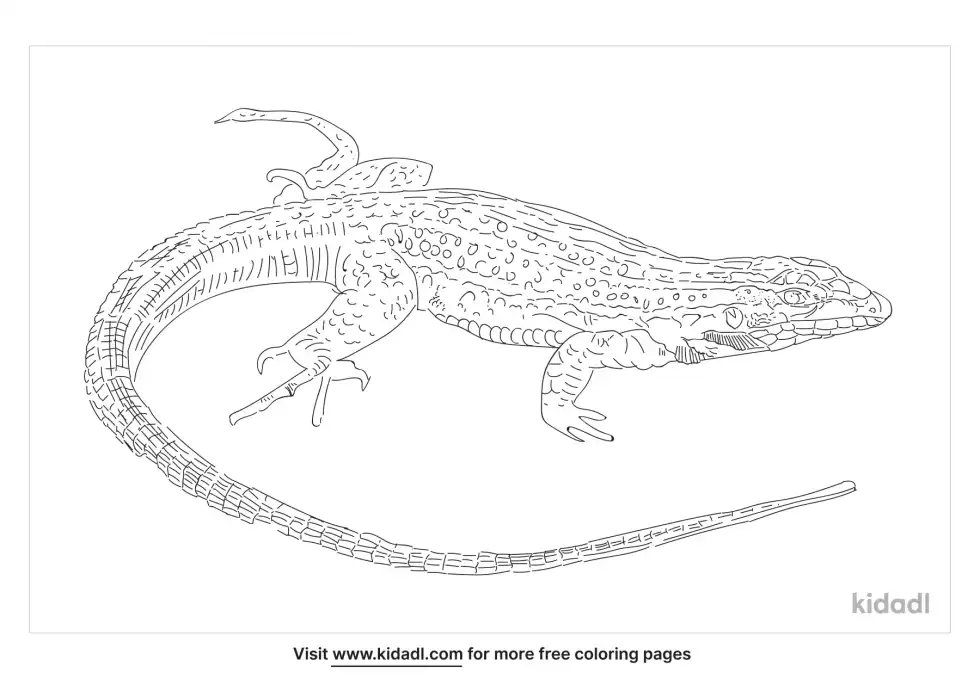 Whiptail Coloring Page