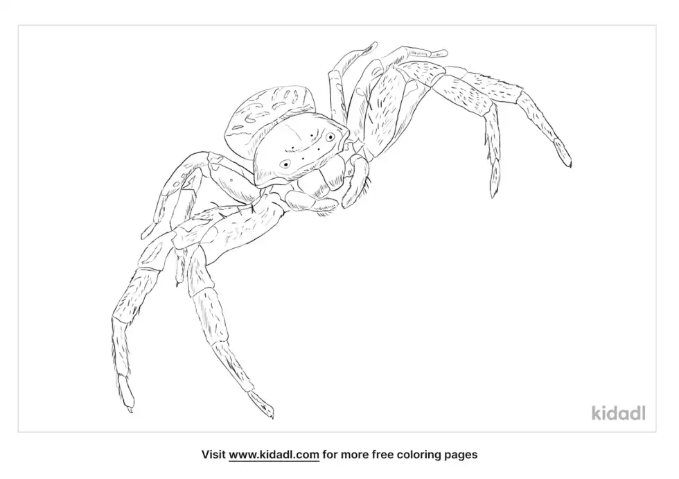 Ground Crab Spider Coloring Page