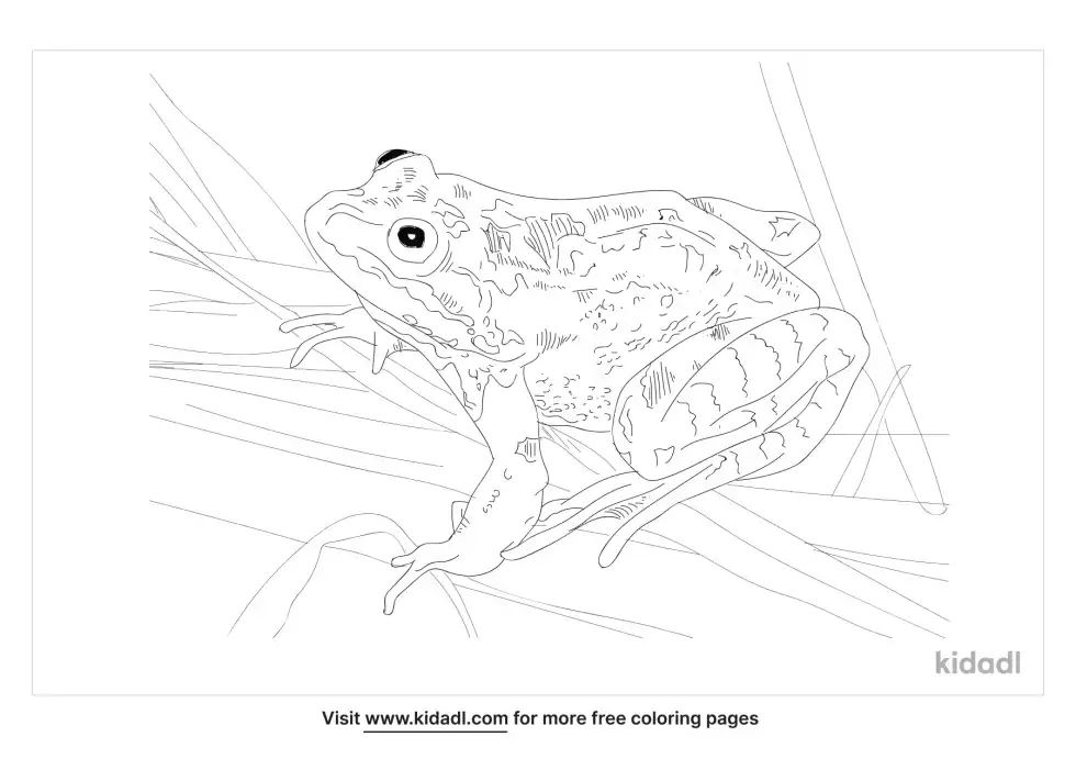 Oregon Spotted Frog Coloring Page