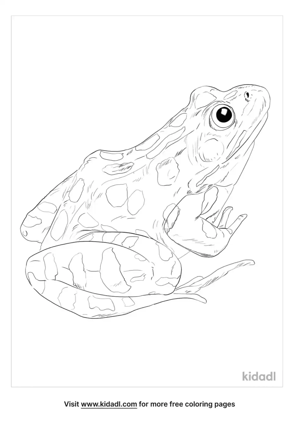 Southern Leopard Frog Coloring Page