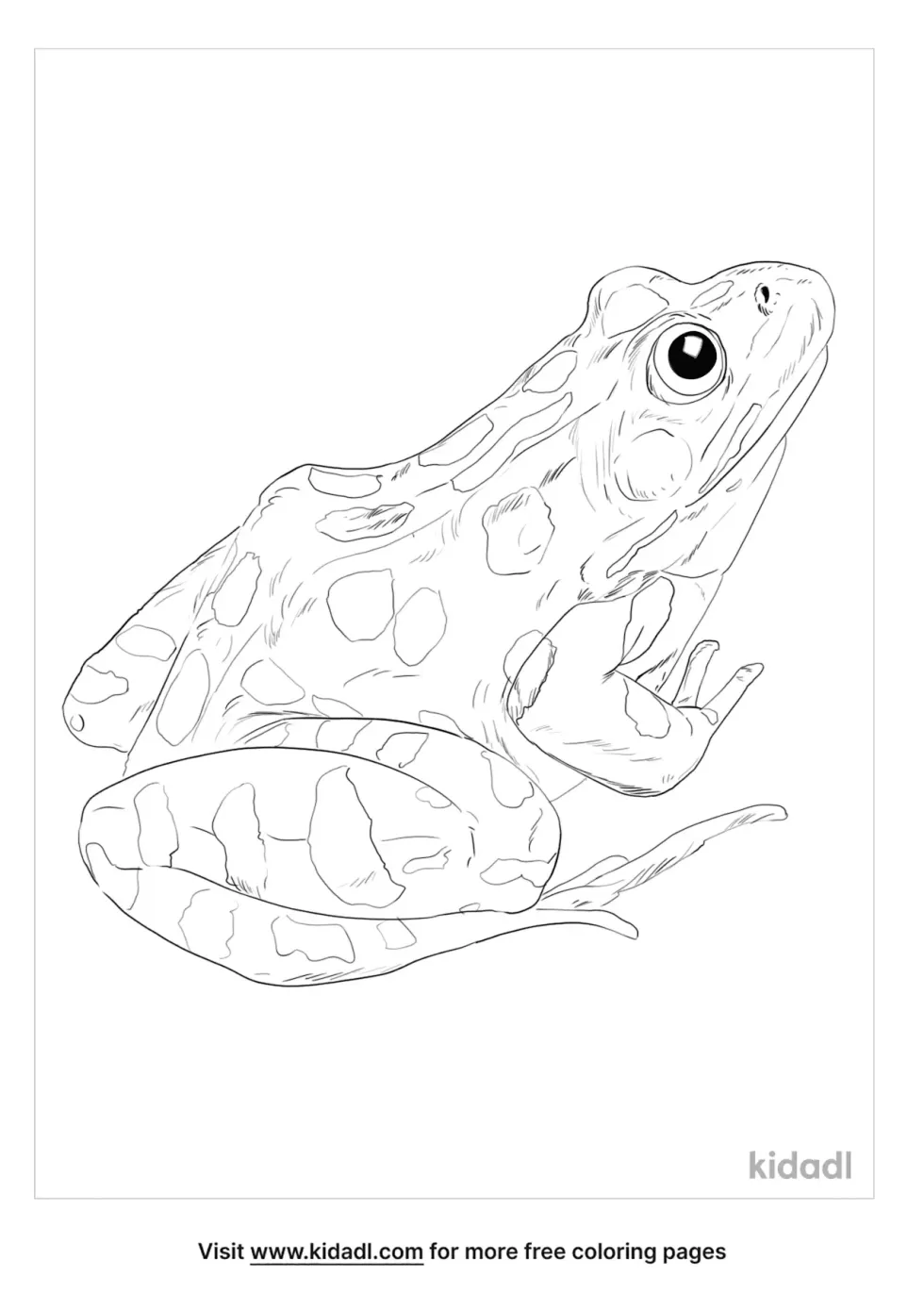 Southern Leopard Frog Kidadl