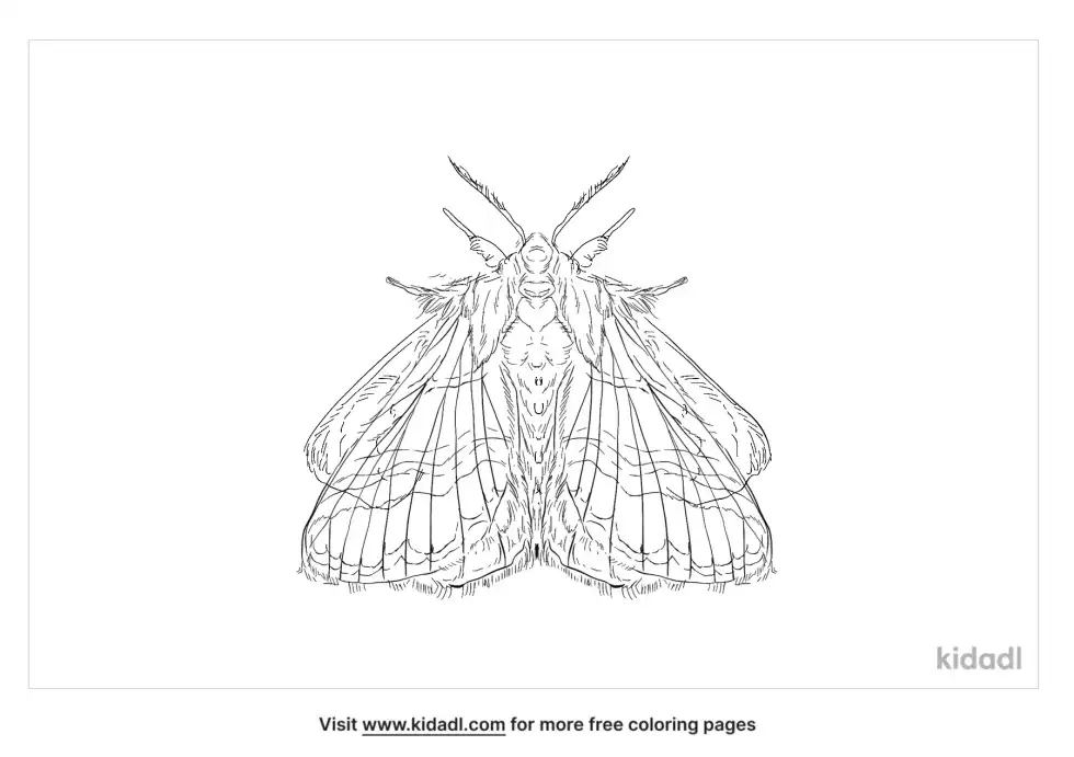 Virginian Tiger Moth Coloring Page