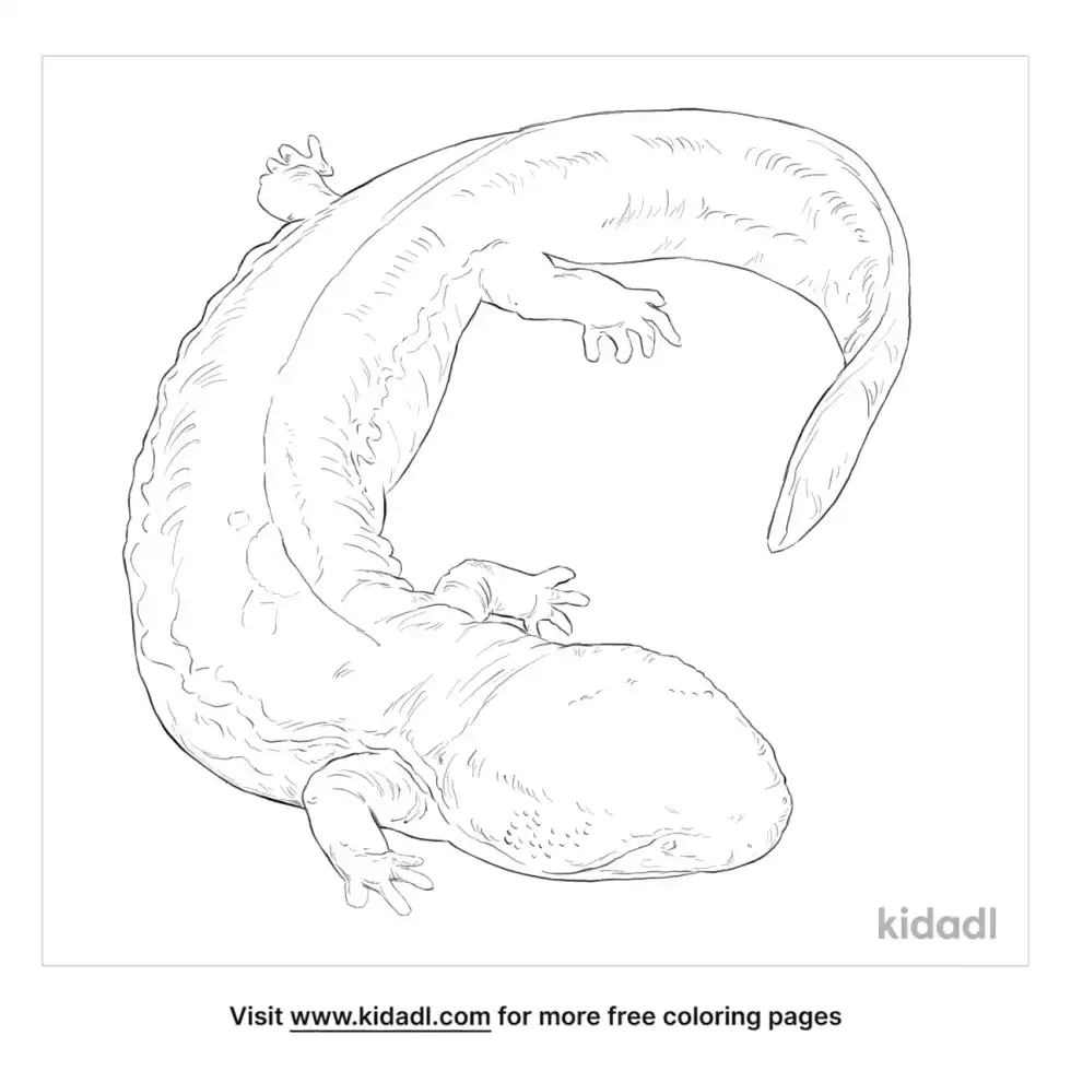 Chinese Giant Salamander Coloring Page