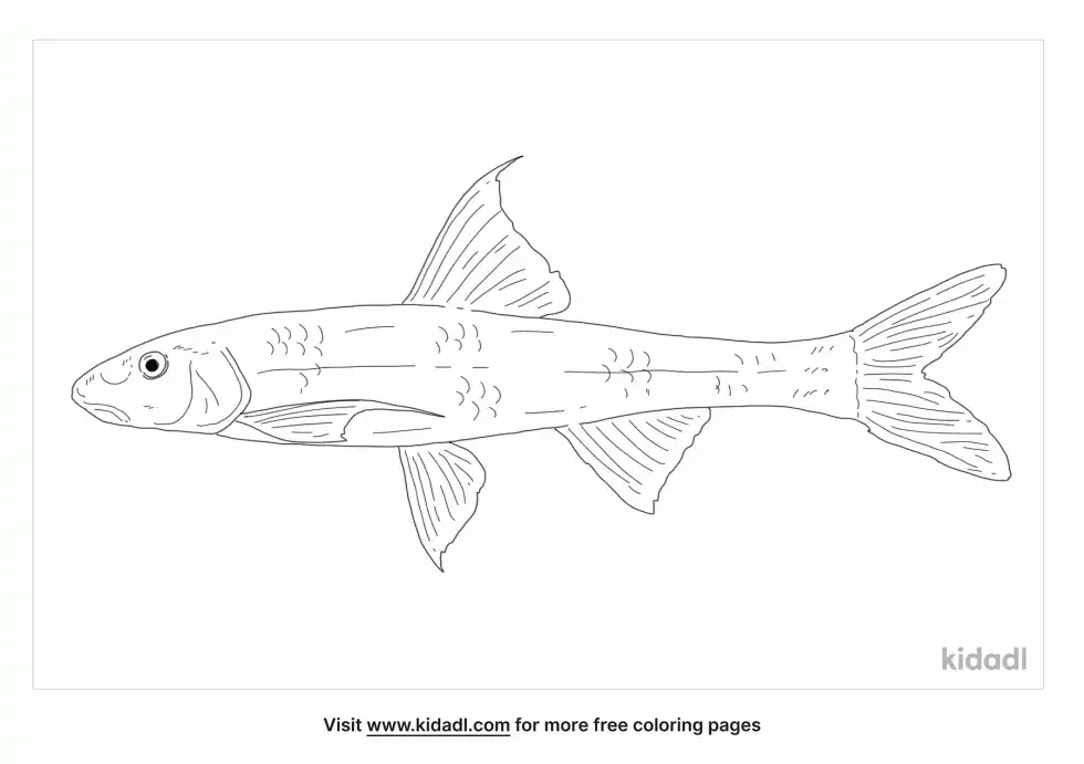 Silver Chub Coloring Page