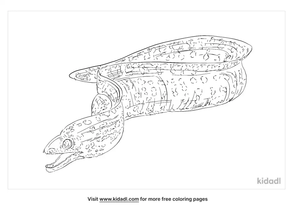 Fimbriated Moray Coloring Page