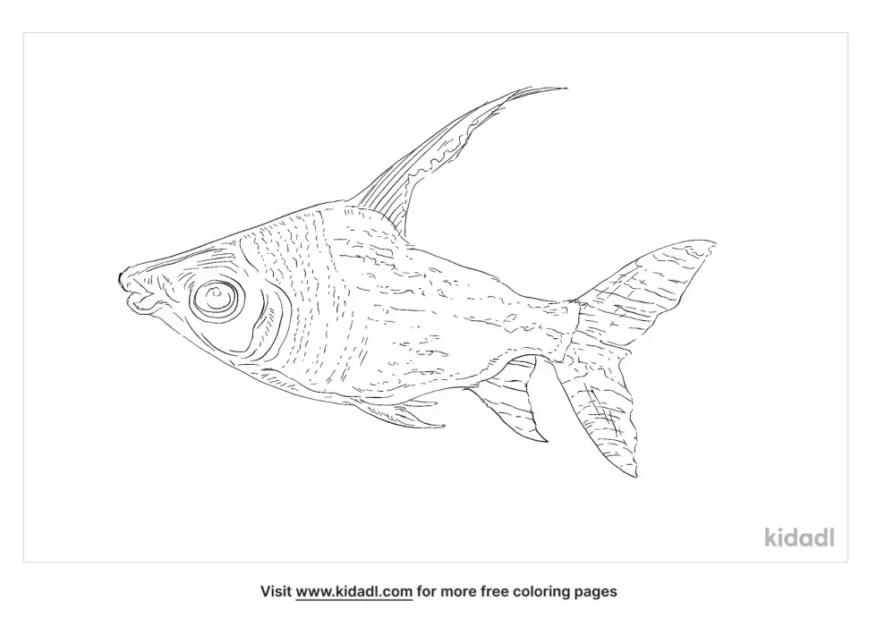 Flagtail Catfish Coloring Page