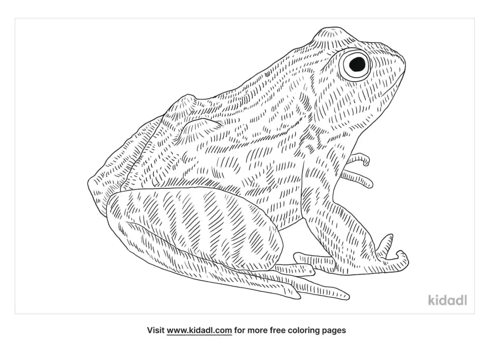Mountain Yellow Legged Frog Coloring Page