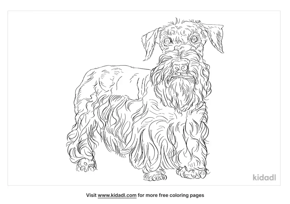 Cesky Terrier Coloring Page
