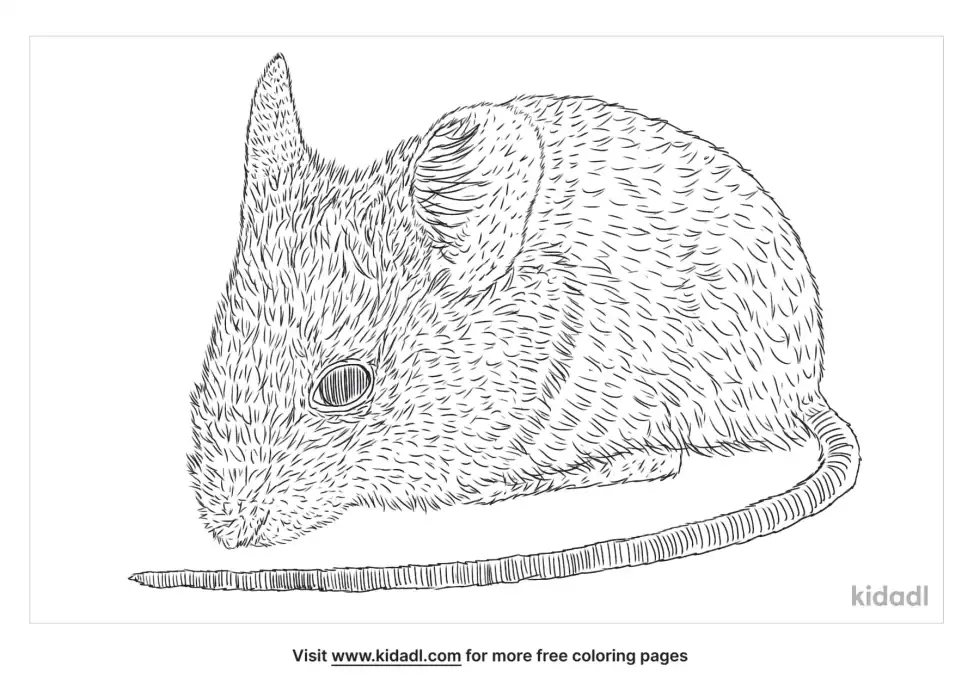 Long Tailed Mouse Coloring Page