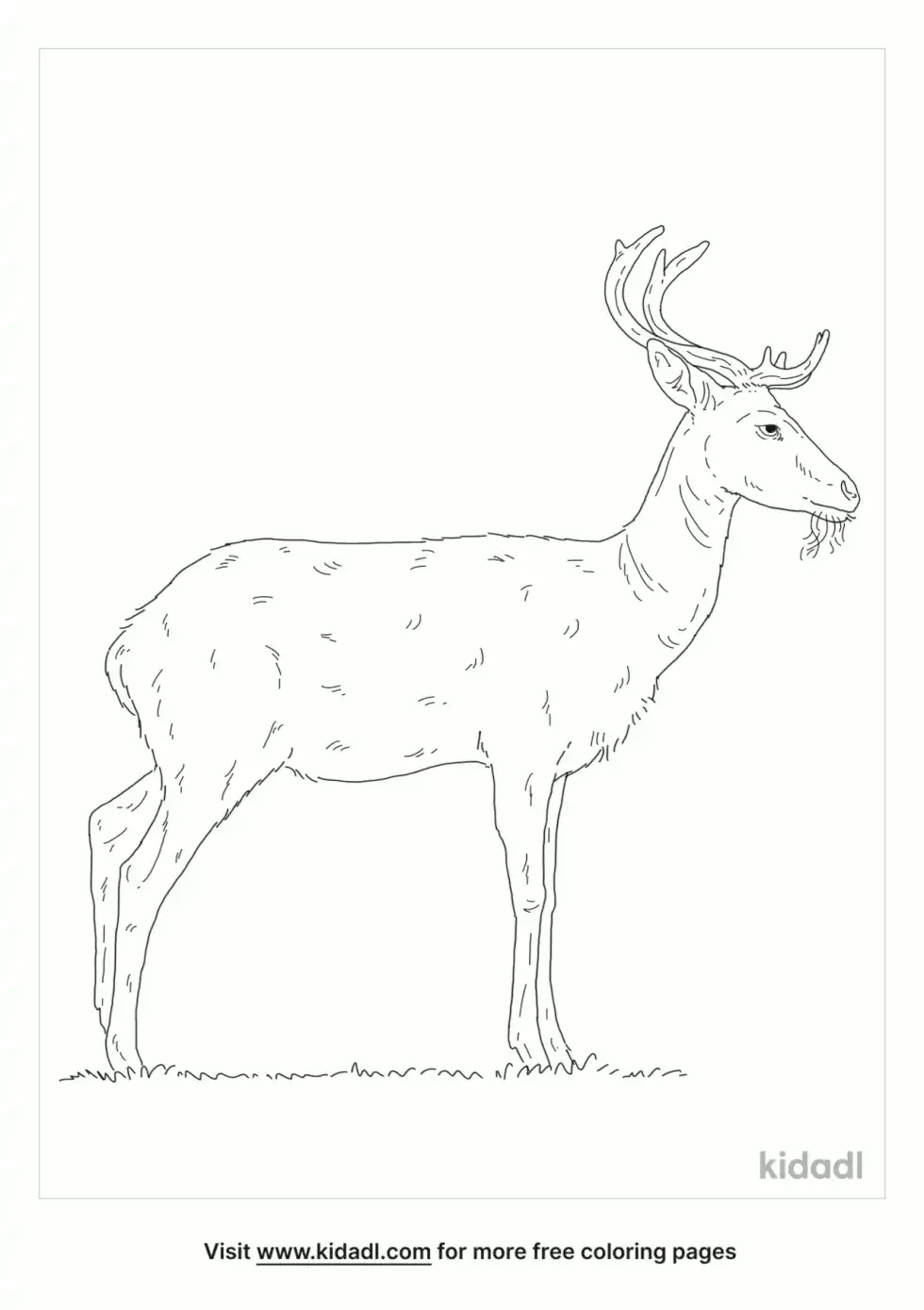 Elds Deer Coloring Page