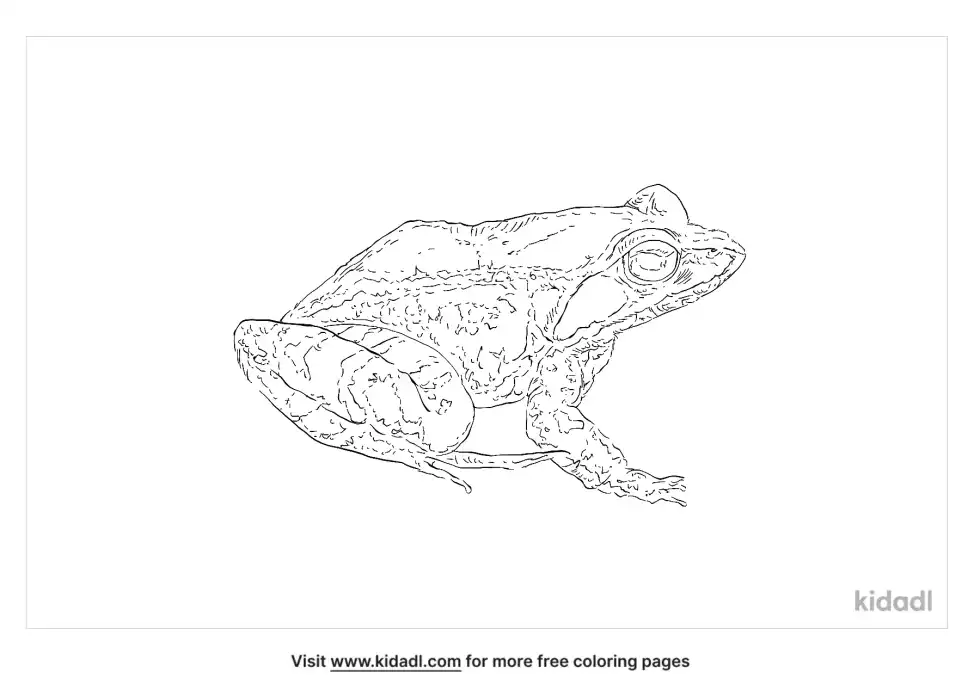 Agile Frog Coloring Page