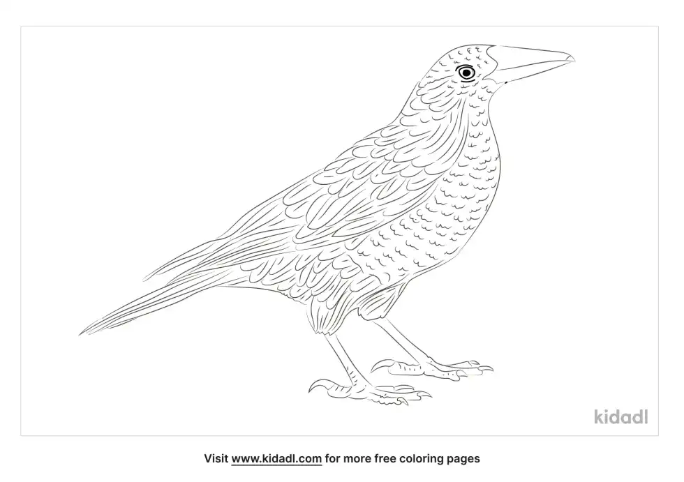 Black Currawong Coloring Page