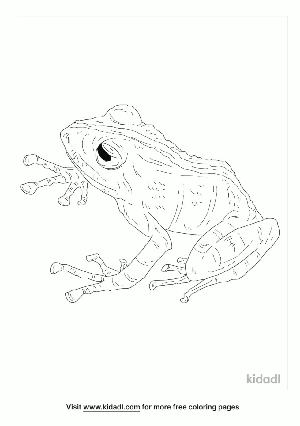 Philippine Frog