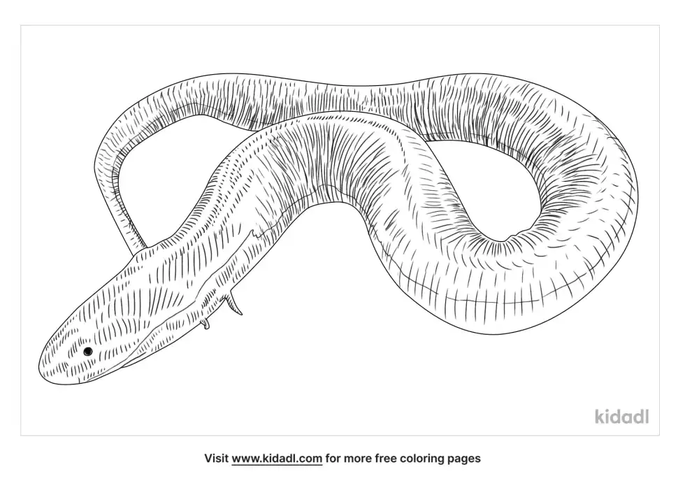 Three-Toed Amphiuma Coloring Page