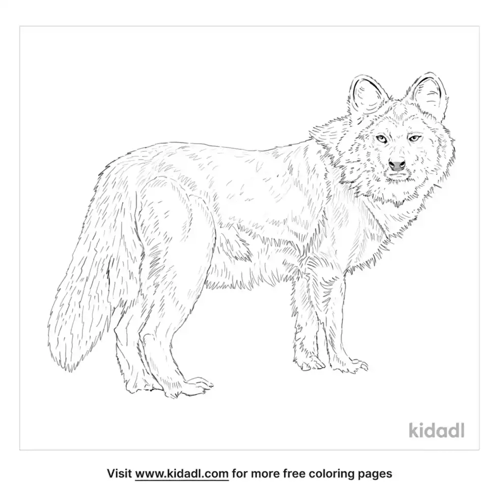 Dhole Coloring Page