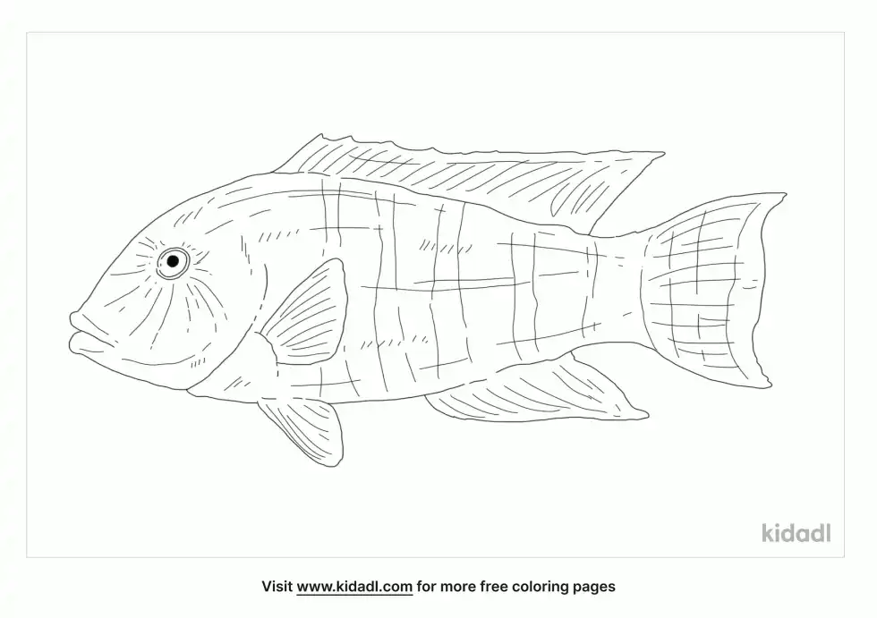 Cheilinus Fasciatus Coloring Page