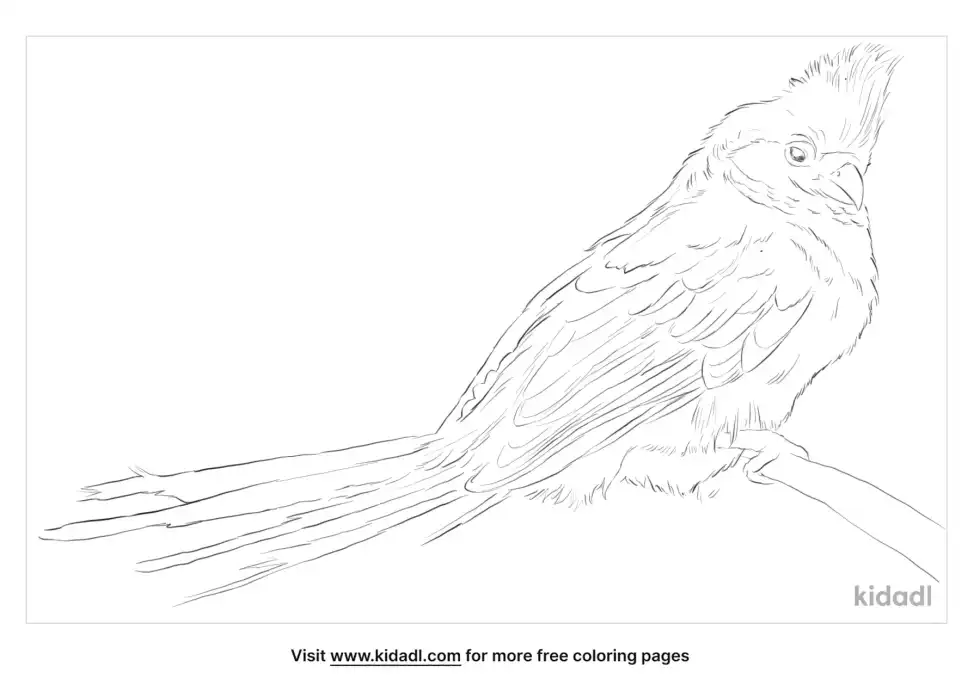 Speckled Mousebird Coloring Page