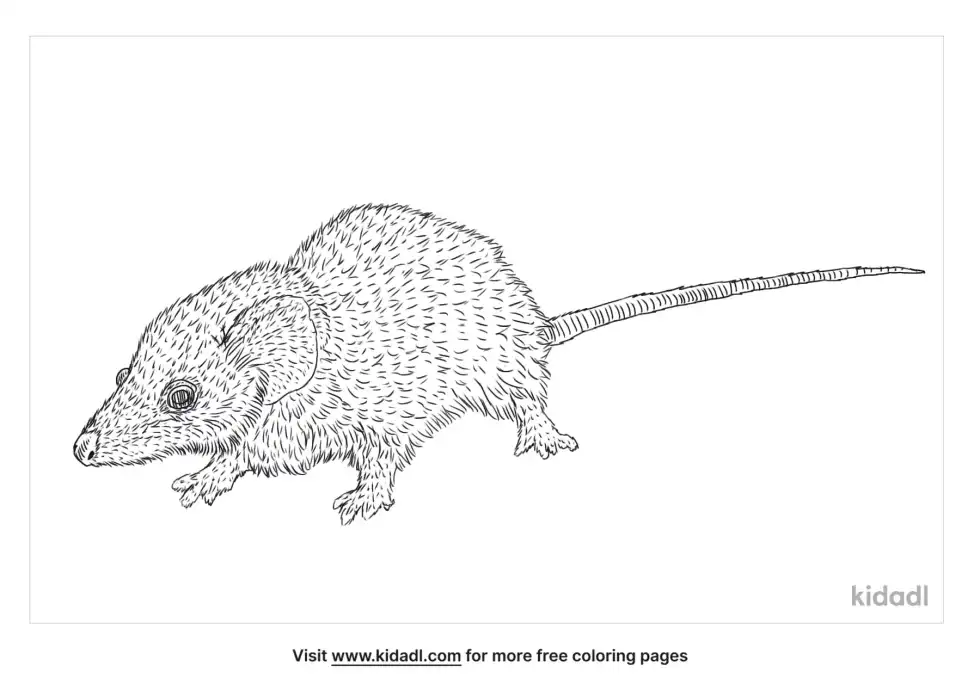 Long Tailed Planigale Coloring Page