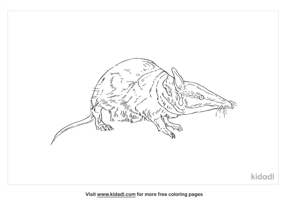 Desert Bandicoot Coloring Page