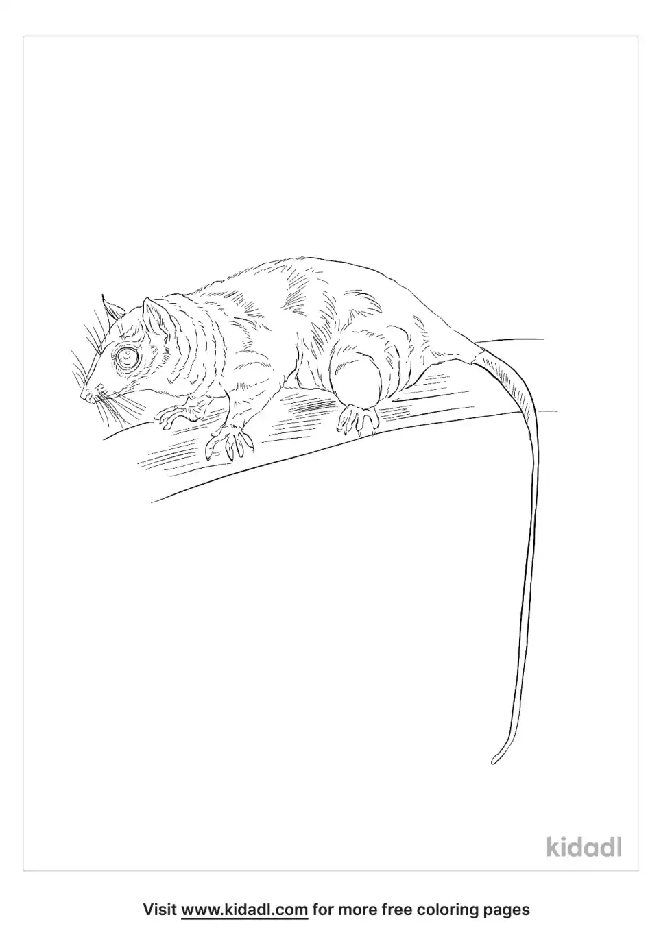 Woolly Opossum Coloring Page