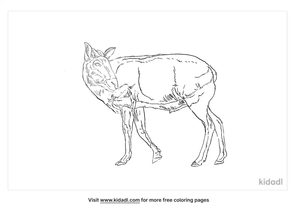 Himalayan Serow Coloring Page