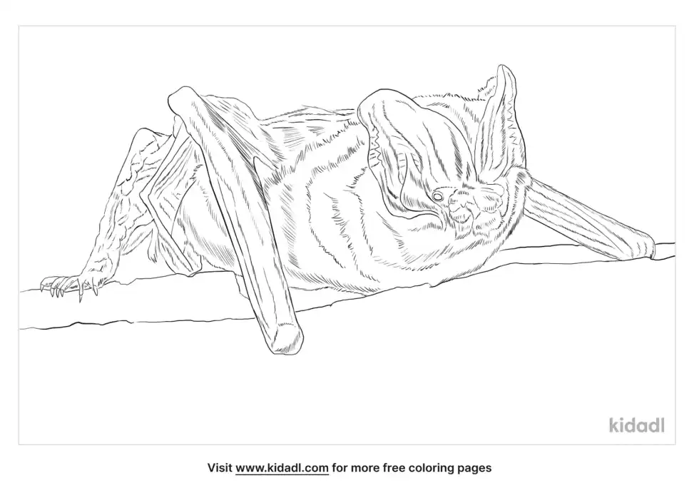Barbastelle Bat Coloring Page