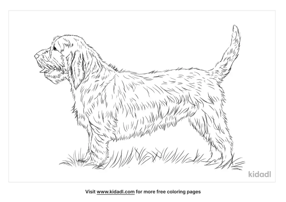 Basset Fauve De Bretagne Coloring Page