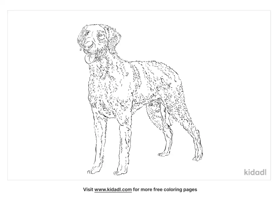 Curly-Coated Retriever Coloring Page