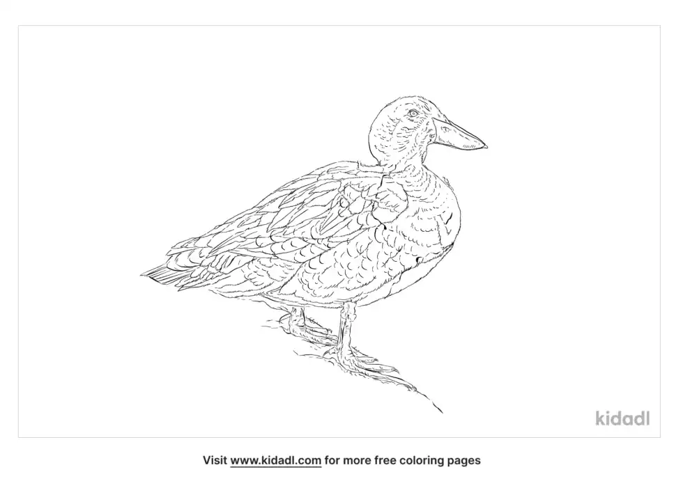Cape Teal Coloring Page