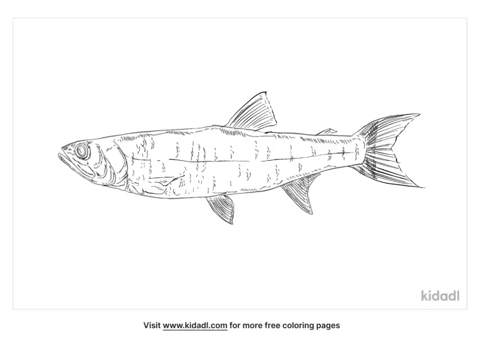 Chub Coloring Page