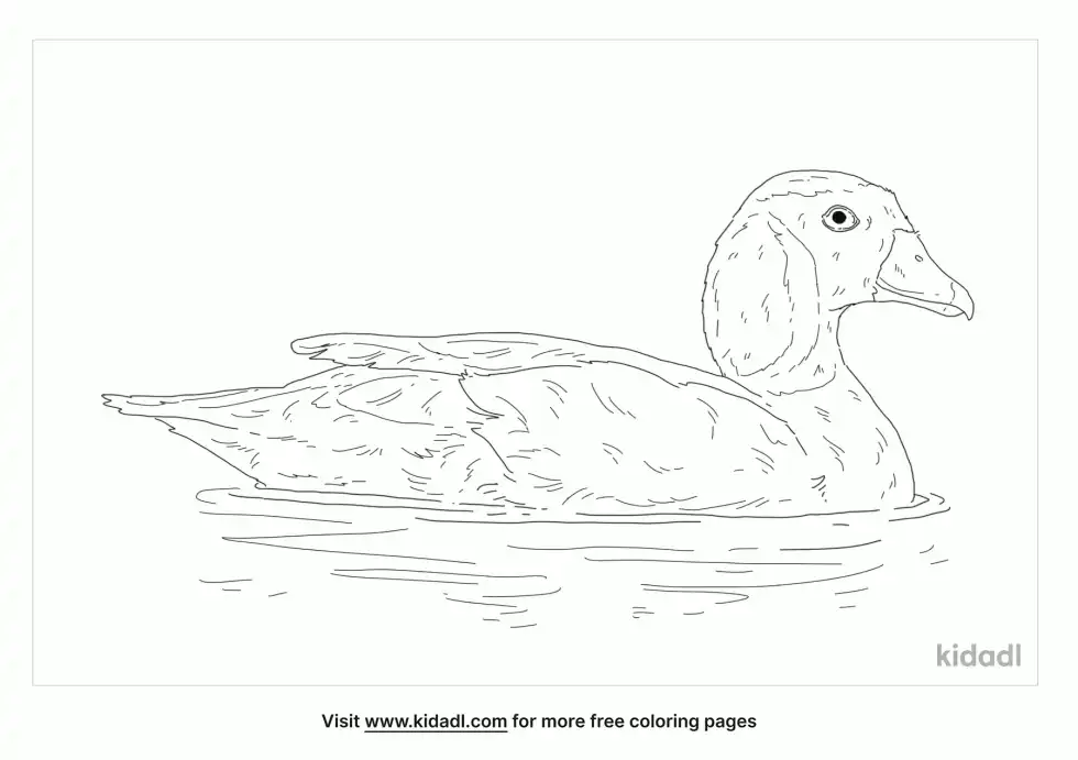 Pygmy Goose Coloring Page