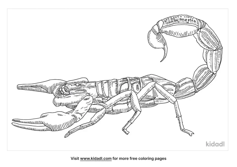 Arabian Fat Tailed Scorpion Coloring Page