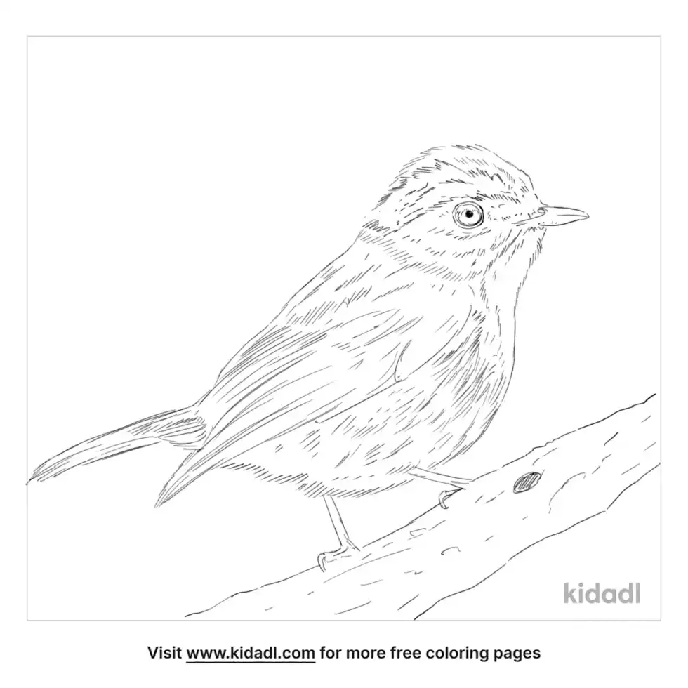 Little Pied Flycatcher Coloring Page