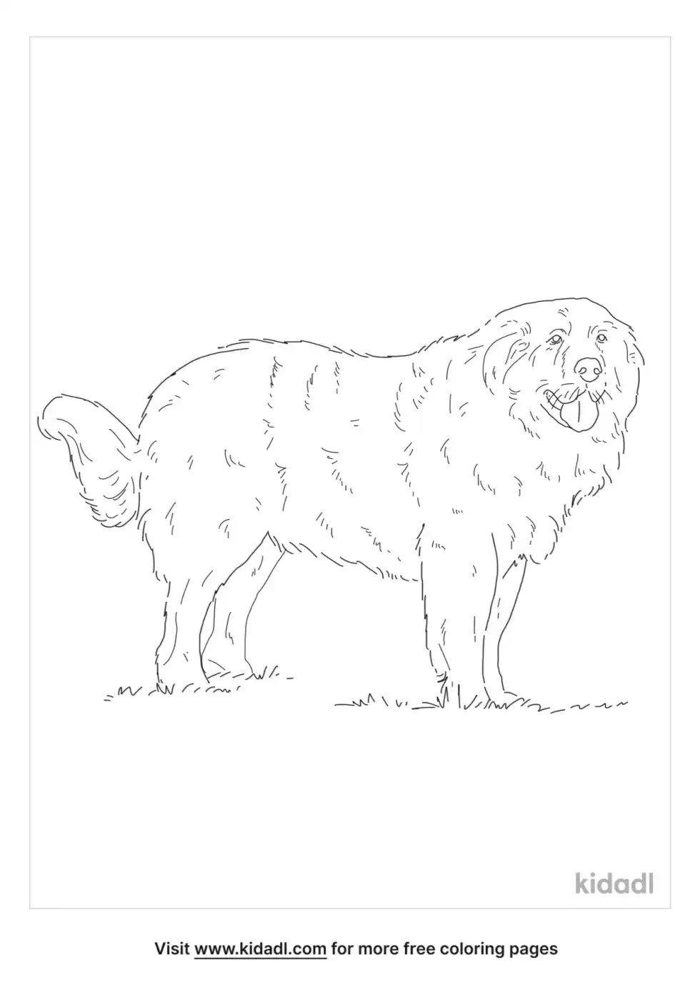 Pyrenean Mastiff Coloring Page