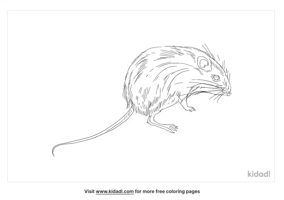 Hispid Pocket Mouse Coloring Page