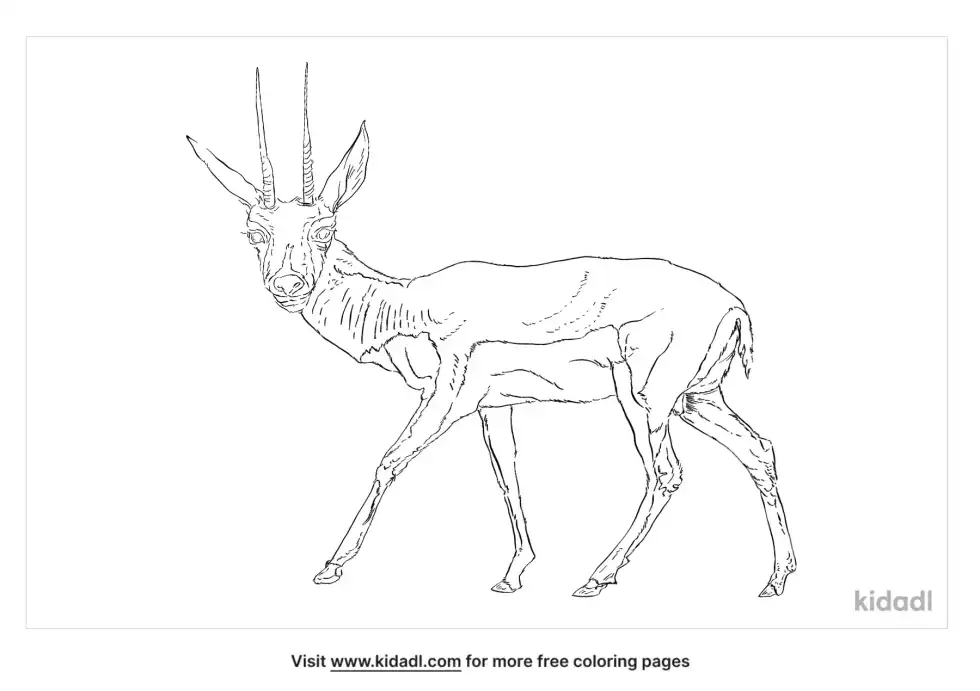 Grey Rhebok Coloring Page