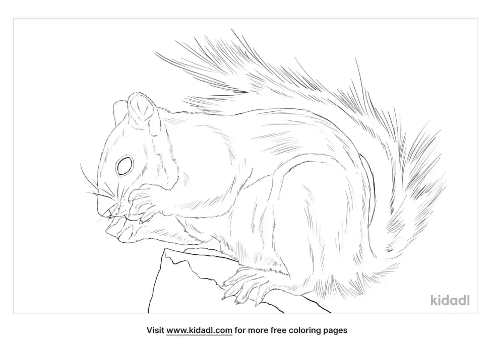 Tufted Ground Squirrel Coloring Page