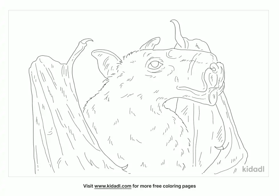 Hammer-Headed Bat Coloring Page