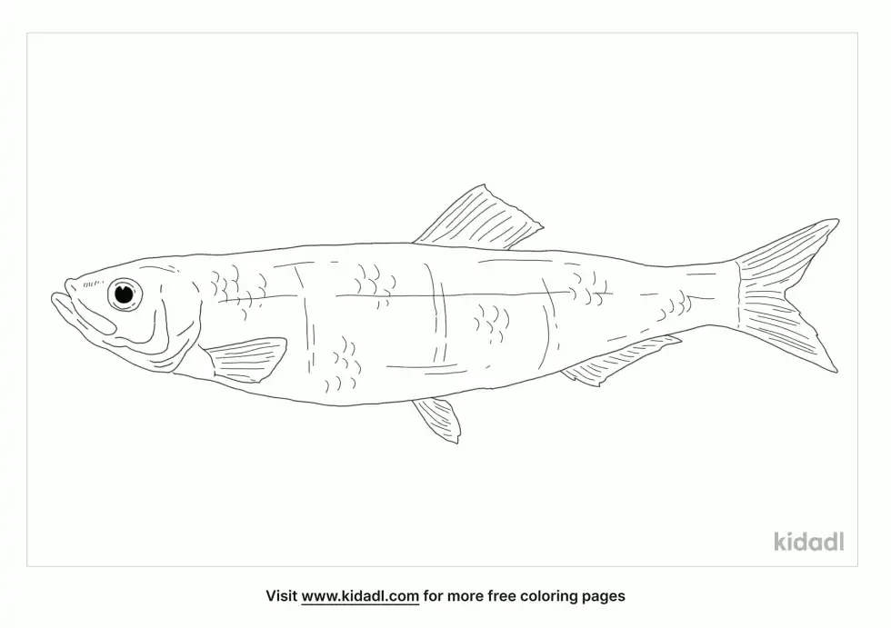 European Sprat Coloring Page