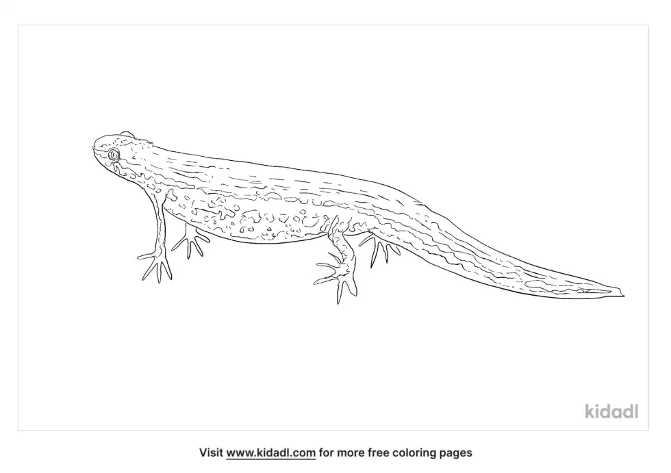 Smooth Newt Coloring Page