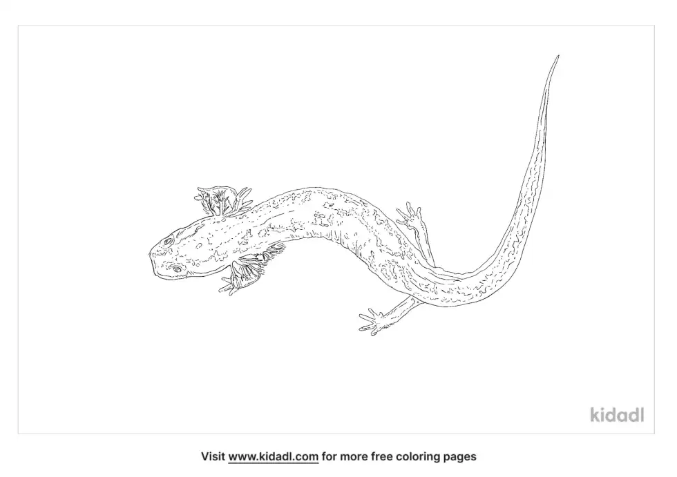 Barton Springs Salamander Coloring Page