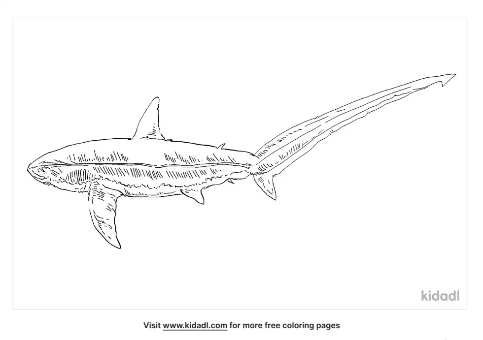 Pelagic Thresher Shark Coloring Page